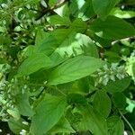 Itea virginica Folha