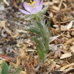 Spergularia rubra Habitus