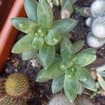 Pachyphytum compactum Liść