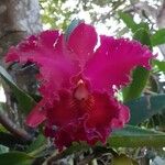 Cattleya lueddemanniana Blomst