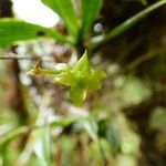 Angraecum obversifolium 花