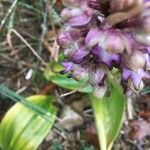 Himantoglossum robertianum Flor