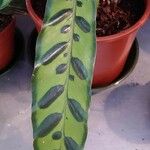 Calathea lancifolia Hoja
