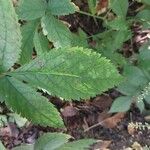 Astilbe thunbergii Feuille