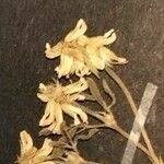 Trigonella spicata Kvet