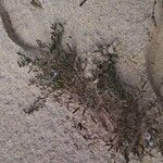 Salicornia procumbens List