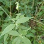 Silene stellata Leaf