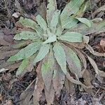 Verbascum niveum List