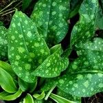 Pulmonaria saccharataLeaf