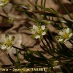 Sagina saginoides Flower