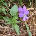 Viola cornuta Blad