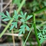 Peucedanum palustre Blad