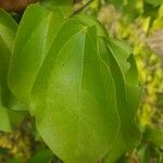 Strychnos nux-vomica Hostoa
