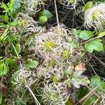 Clematis lasiantha 花
