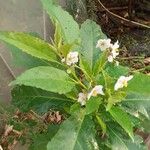 Solanum bonariense Leaf