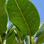 Tabernaemontana persicariifolia Leaf