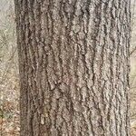 Quercus falcata Bark