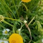 Anacyclus valentinus Maua
