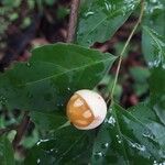 Casearia decandra Fruit