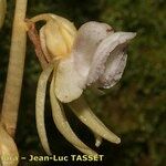 Epipogium aphyllum Çiçek