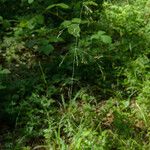 Milium effusum പുഷ്പം