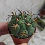Gymnocalycium pflanzii Hoja