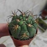 Gymnocalycium pflanzii পাতা