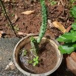 Huernia macrocarpa Lapas