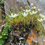 Minuartia kashmirica Flor