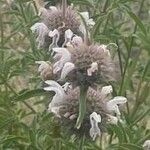 Monarda pectinata Floare