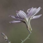 Stephanomeria exigua Flower