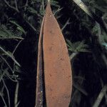 Eperua rubiginosa Fruto