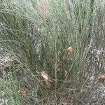 Retama monosperma Leaf