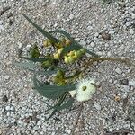 Eucalyptus gomphocephala Frucht