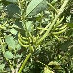 Indigofera suffruticosa ഫലം