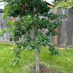 Quercus garryana Blad