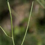 Turritis brassica Leaf