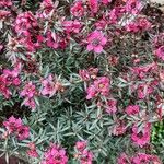 Leptospermum scoparium Flor
