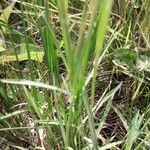 Dianthus superbus পাতা