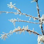 Larix sibirica Hábito