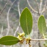 Phillyrea latifolia 葉