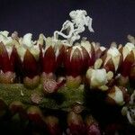 Pentaclethra macroloba Цвят
