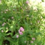 Gypsophila vaccaria Flower