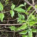 Clematis ligusticifolia Blad