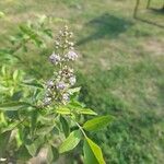 Vitex negundo 花