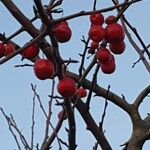 Malus baccata Fruit