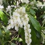 Pieris japonica Λουλούδι