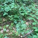 Epipactis helleborine Habitatea