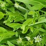 Stellaria alsine Fuelha