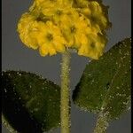 Abronia latifolia Blomst
